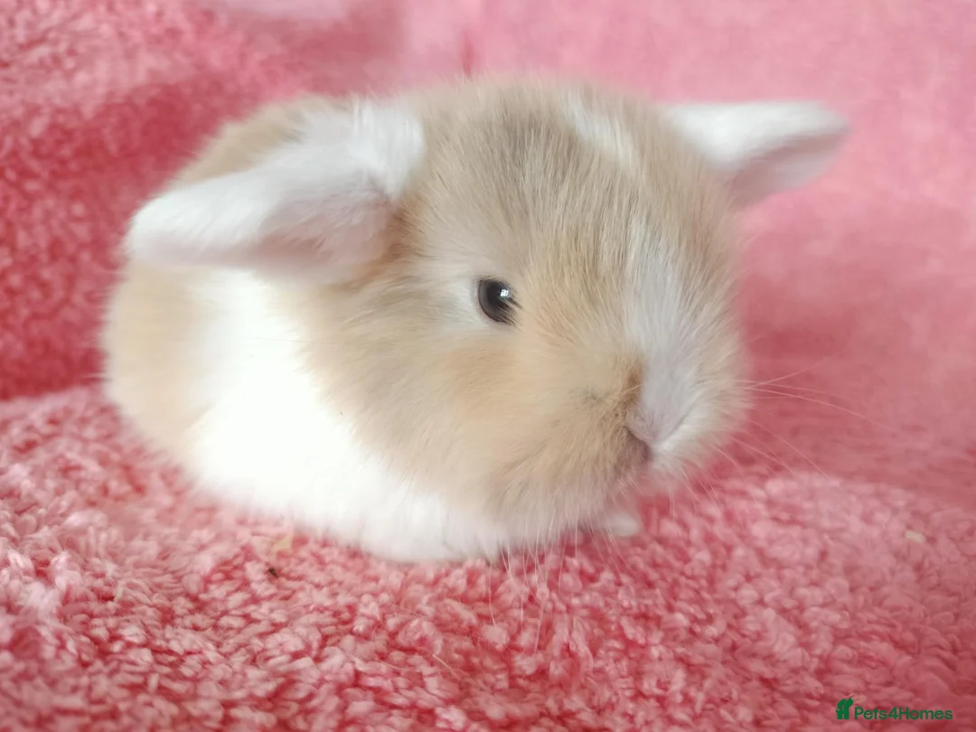 Mini Lop rabbits for sale: Baby mini lops for sale  - Advert 2