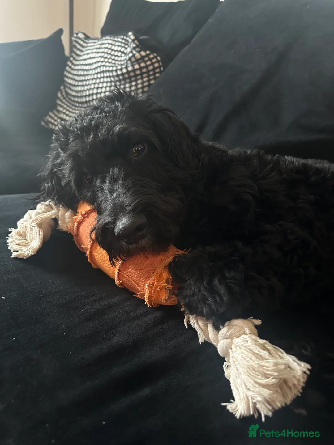 Mixed Breed dogs for sale: 2 Year old Sprockerpoo for sale  - Advert 11