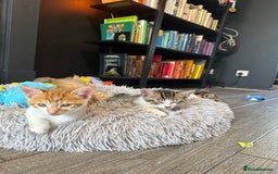 Domestic Shorthair cats for sale: Family-Raised Kittens, Friendly, Playful Ready Now - Image 24