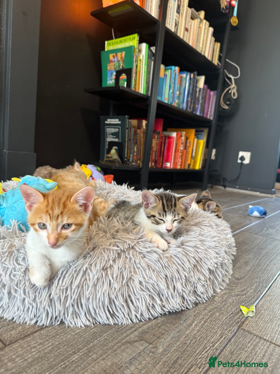 Domestic Shorthair cats for sale: Family-Raised Kittens, Friendly, Playful Ready Now - Image 24