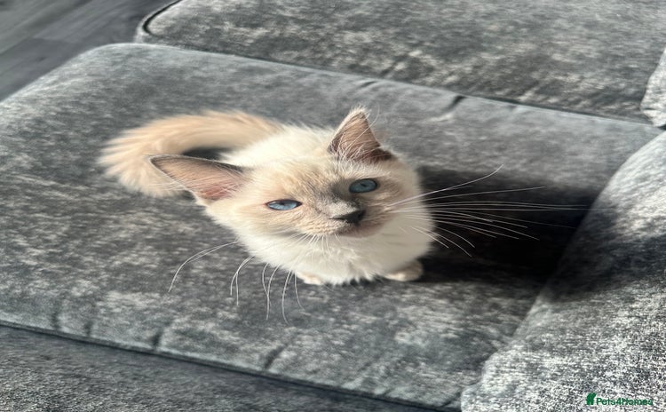 Ragdoll cats - Advert 6