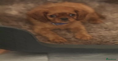 Cavalier King Charles Spaniel dogs - Advert 4