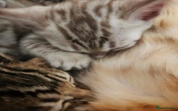 Bengal cats for sale: Snow bengal brown bengal rosseted kittens - Image 4