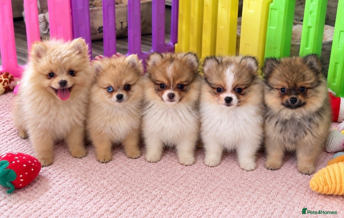Pomeranian dogs “Ready now” Teddy bear Pomeranian puppies  - Advert 1