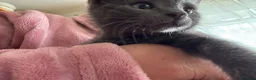 Mixed Breed cats for sale: Beautiful kittens.toilet trained  in Boston - Advert 3