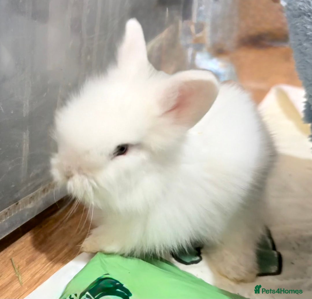 Lionhead rabbits for sale: 11 Double Maned Lionhead Babies For Sale - Advert 25
