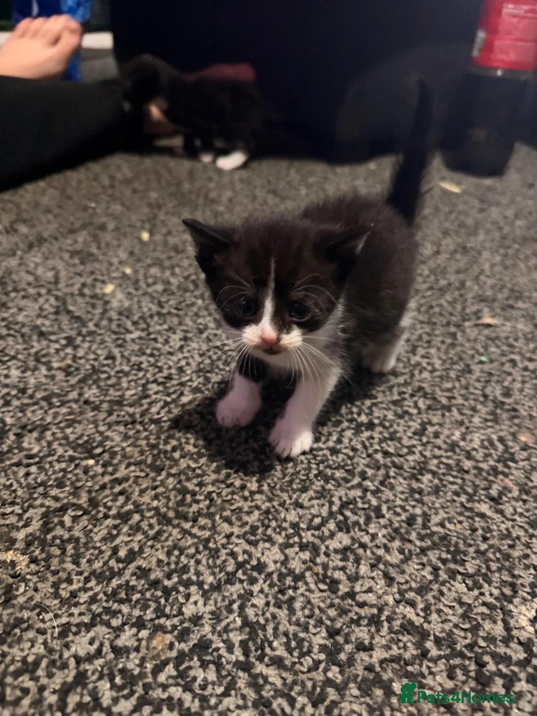 Mixed Breed cats for sale: Black/White Kittens in Havant - Advert 7