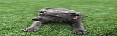 Staffordshire Bull Terrier Puppy 3
