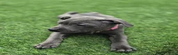 Staffordshire Bull Terrier dogs for sale: Ready to leave!!!!!!! in Rotherham - Advert 29