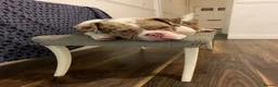 Mixed Breed dogs for stud: FOR STUD - Advert 3