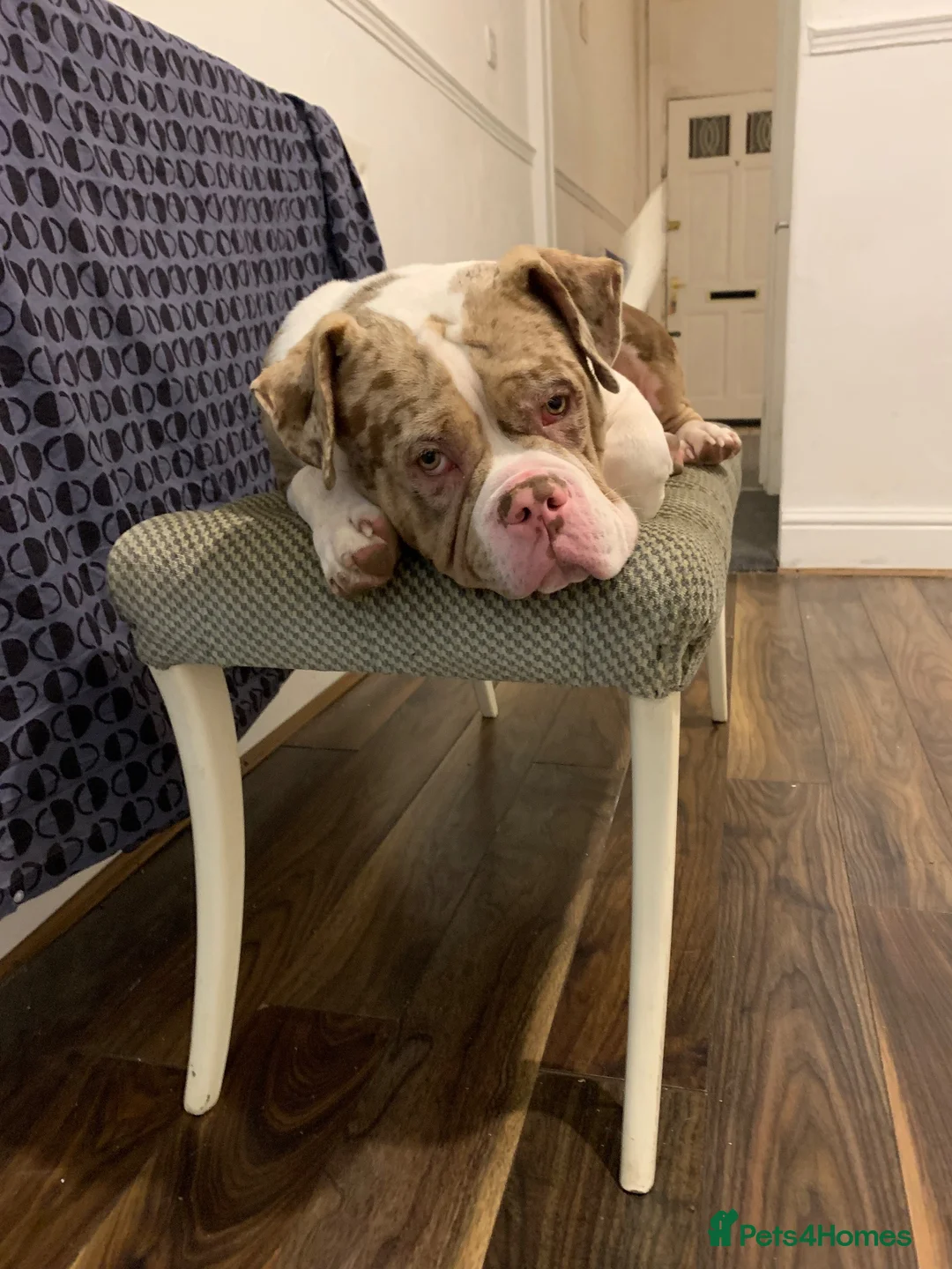 Mixed Breed dogs for stud: FOR STUD - Advert 3