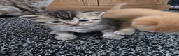 Scottish Fold cats for sale:  Beautiful Scottish fold/scottish straight litter - Advert 15
