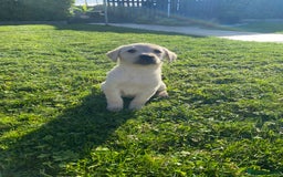 Labrador Retriever dogs for sale: Labrador retriever - Image 18