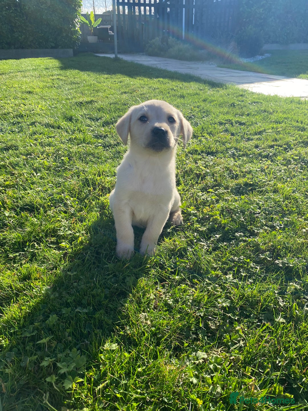 Labrador Retriever dogs for sale: Labrador retriever - Image 18