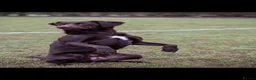 Springador dogs for sale: 7 year old Springador - Advert 2