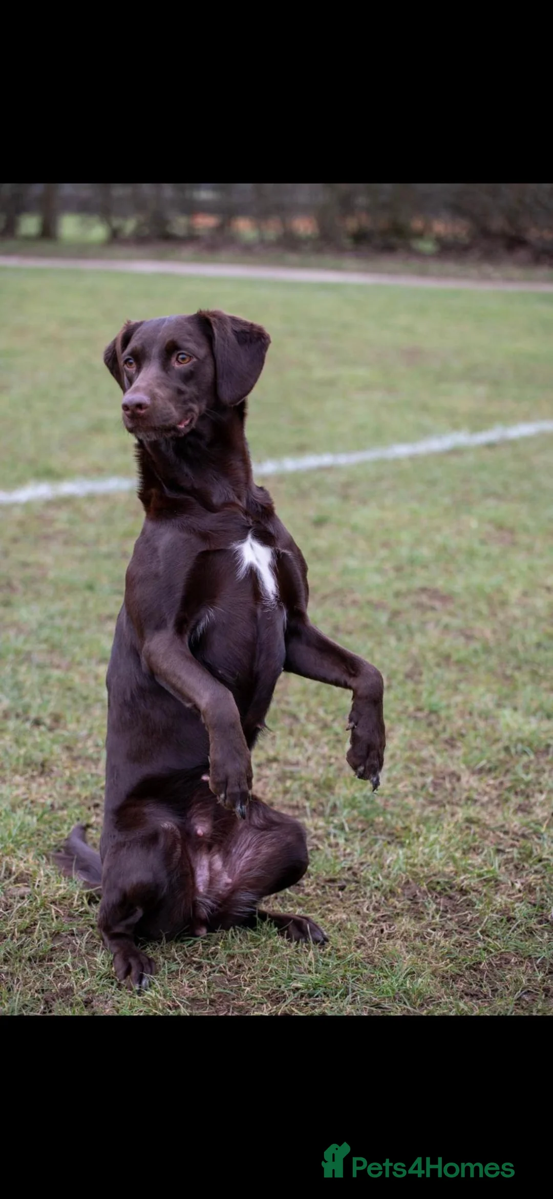 Springador dogs for sale: 7 year old Springador - Advert 2