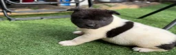 Japanese Akita Inu dogs for sale: Akita  - Advert 4