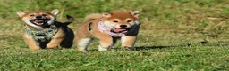 Japanese Shiba Inu dogs for sale: Exceptional Japanese Shiba Inu Puppies - Advert 22