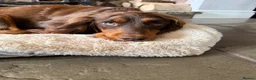 Cockapoo dogs for sale: Stunning,  Quality F1 Cockapoo’s Kc reg parents  - Advert 3