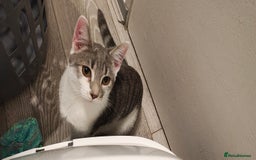 Ragdoll cats for sale: Loving, beautiful half ragdoll, bengal cross girl - Image 3