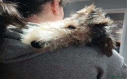 Fox Terrier dogs for sale: Wire Fox Terrier Male Puppy - 4 Months Old - Advert 3
