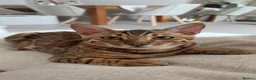 Bengal cats for sale: Two Bengal Kittens - Advert 3