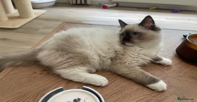 Ragdoll cats - Advert 7