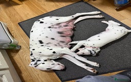 Dalmatian dogs for sale: Dalmațian puppies dogs - Image 34