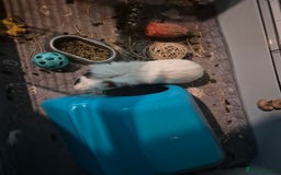 English rabbits for sale: Guinea pig - Image 1