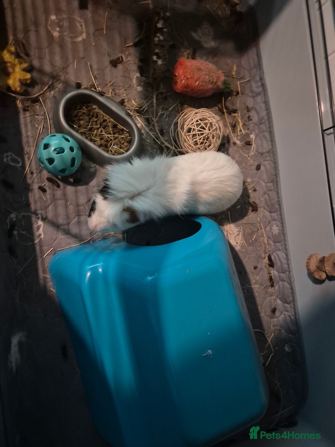 English rabbits for sale: Guinea pig - Image 1