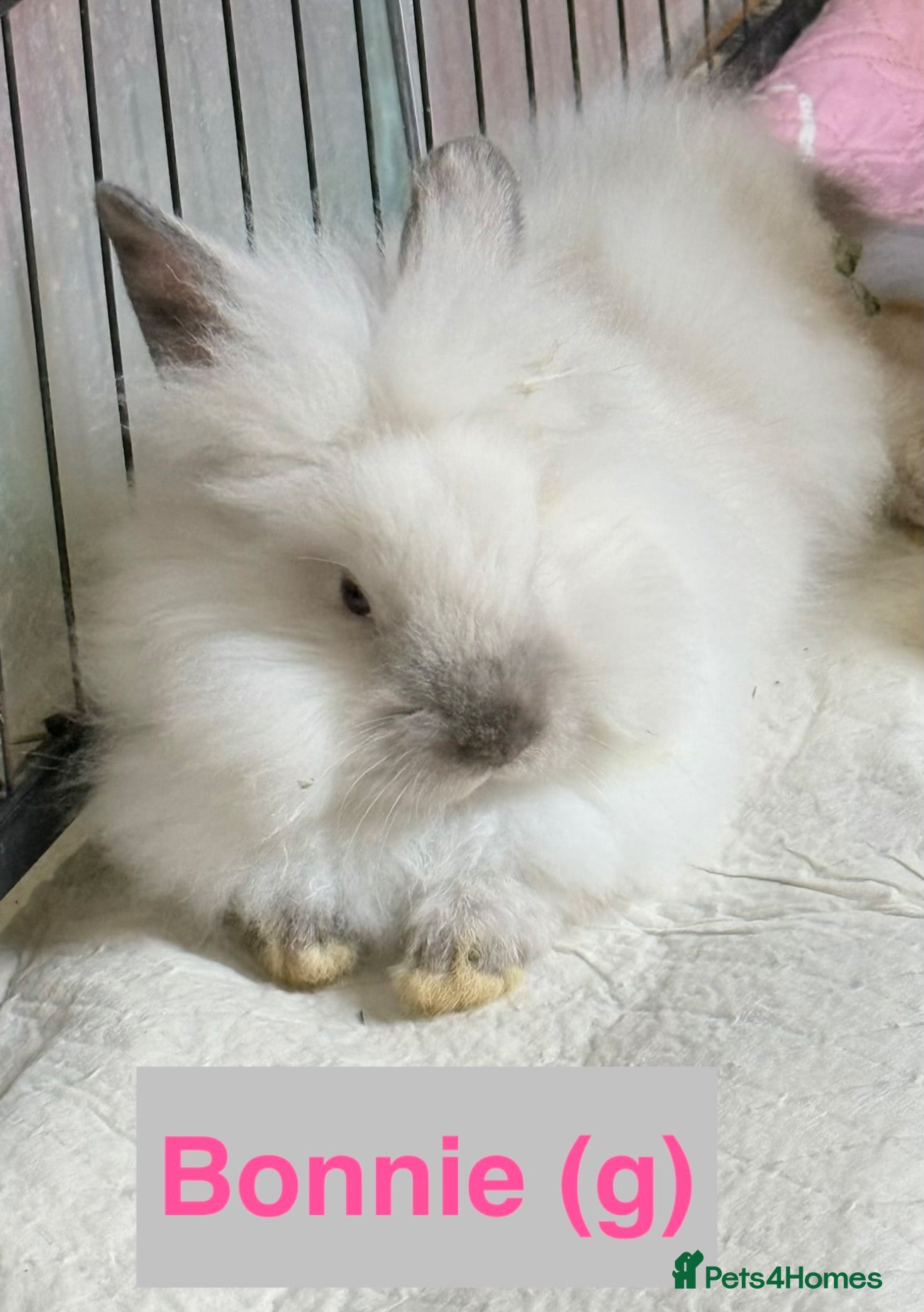 Lionhead rabbits Double Maned Lionheads Babies - Advert 8