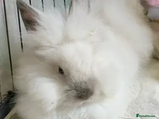Lionhead rabbits Double Maned Lionheads Babies - Advert 8