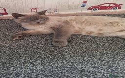 British Shorthair cats for sale: British Shorthair kitten  - Image 8