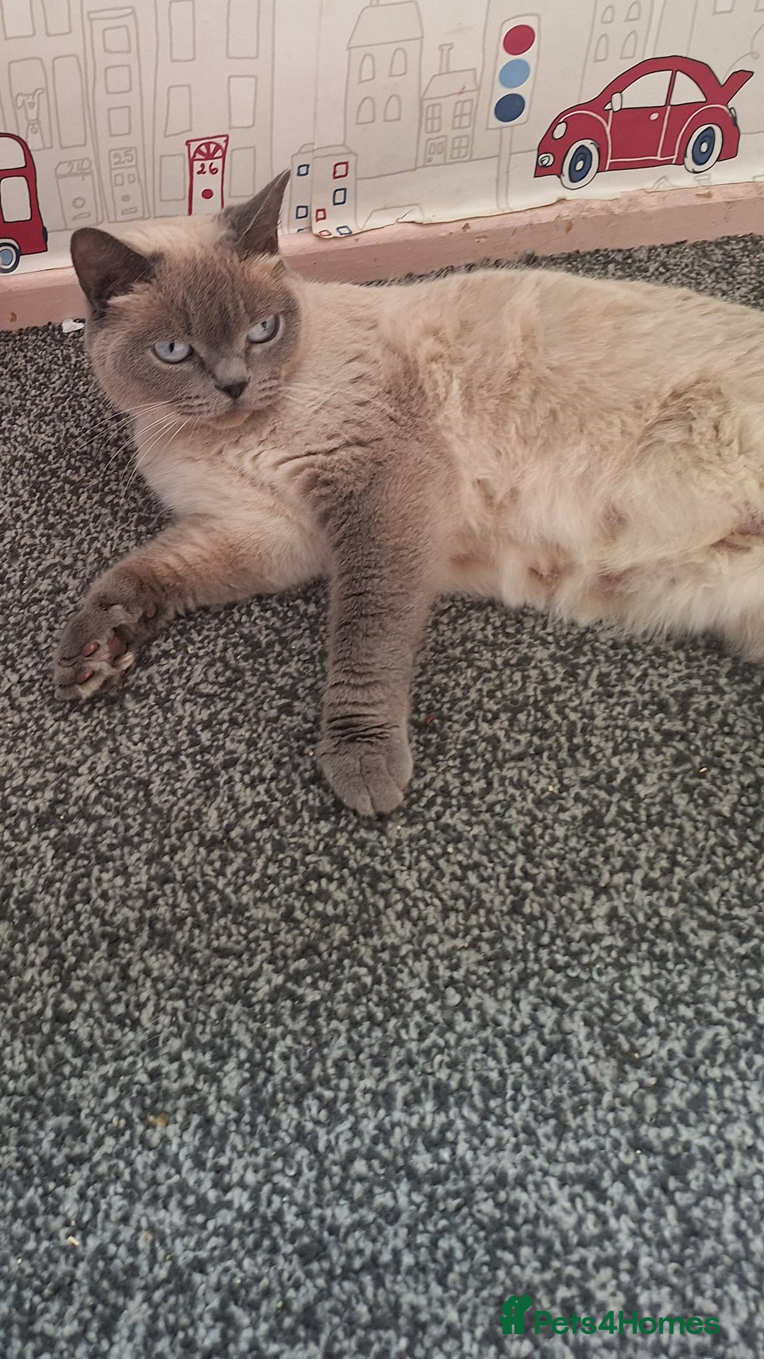 British Shorthair cats for sale: British Shorthair kitten  - Image 8