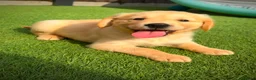 Golden Retriever dogs for sale: Kc registered golden retriever puppies !!! - Advert 13