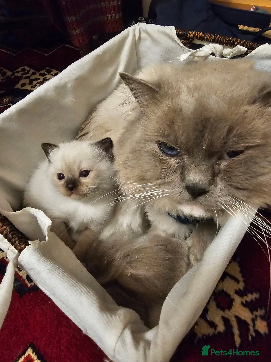 Ragdoll cats for sale: Three Ragdoll kittens - Image 19
