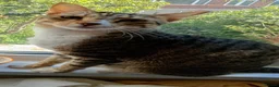 Arabian Mau cats for sale: Arabian Mao for adoption  - Advert 4