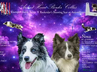 Border Collie dogs KC reg waitinglist LF active sports homes - Advert 1