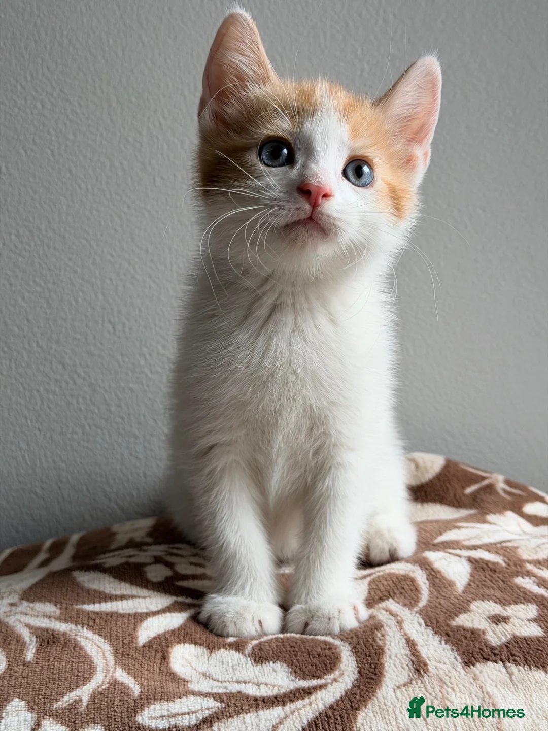 Mixed Breed cats for sale: Stunning ginger and white kittens available!!! - Advert 2