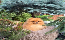 Pomeranian dogs for sale: White and Orange Pomeranian Boys in London - Image 2