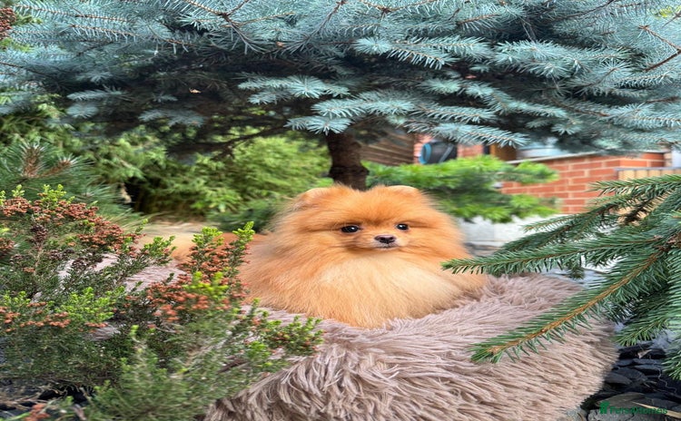Pomeranian dogs in London - Advert 3