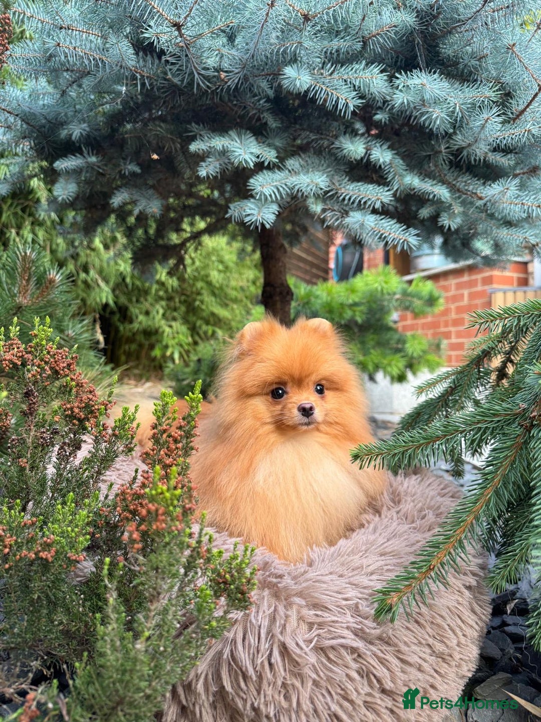 Pomeranian dogs for sale: White and Orange Pomeranian Boys in London - Image 2