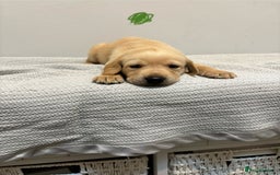 Labrador Retriever dogs for sale: Beautiful fox red puppies  - Image 22