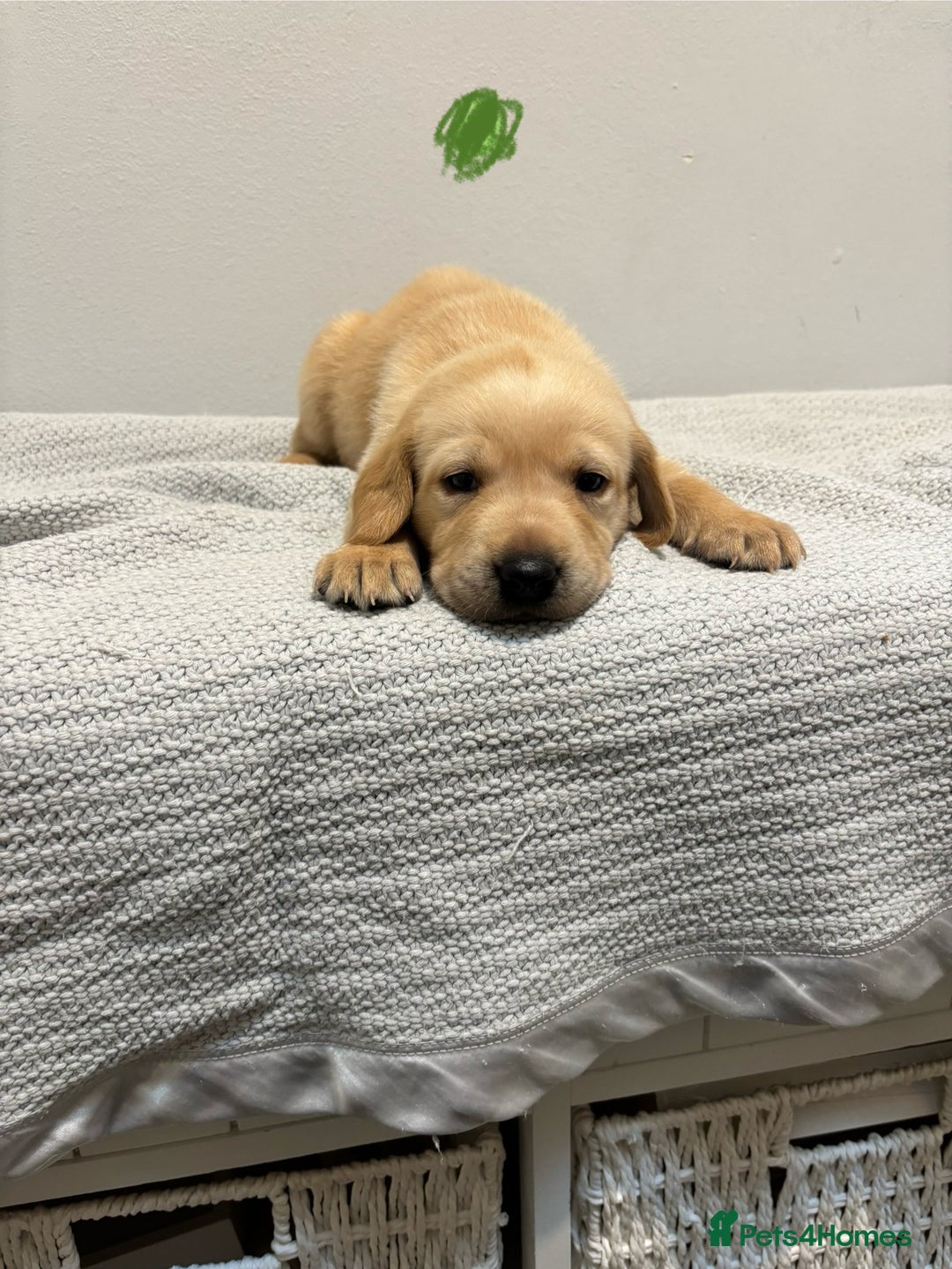 Labrador Retriever dogs for sale: Beautiful fox red puppies  - Image 22