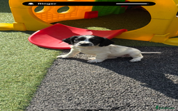 English Springer Spaniel dogs for sale: Kc reg  dna tested springer spaniels  - Image 10