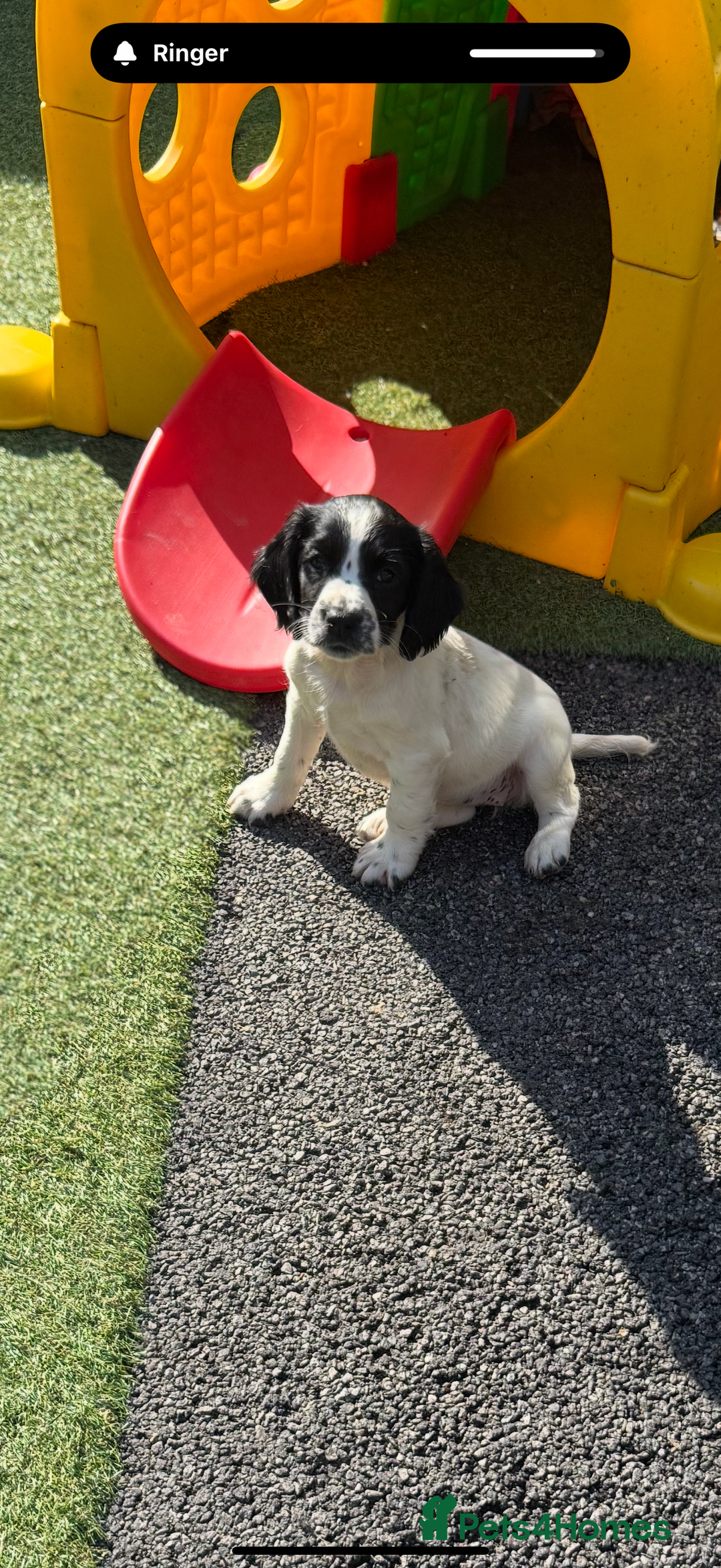 English Springer Spaniel dogs for sale: Kc reg  dna tested springer spaniels  - Image 10