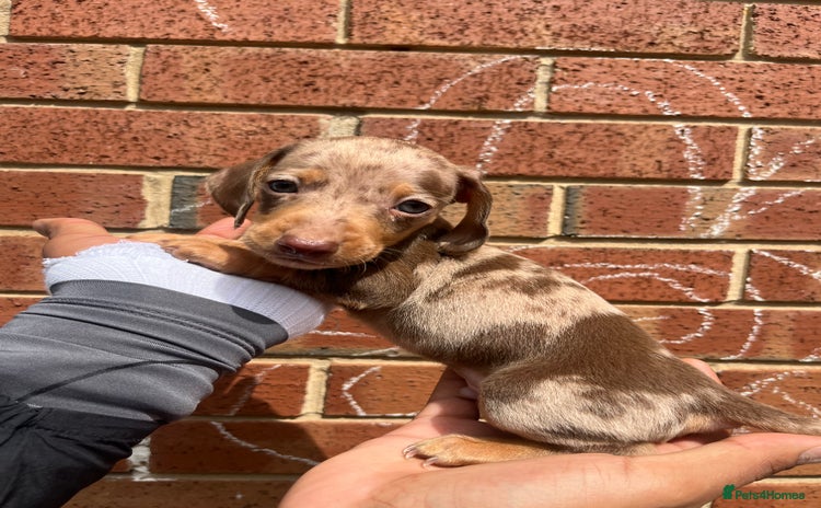 Miniature Dachshund dogs - Advert 10