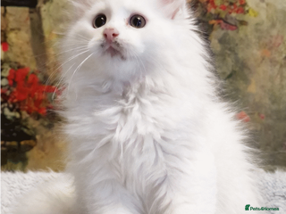 Maine Coon cats Maine Coon Kittens world Champion Bloodlines - Advert 2