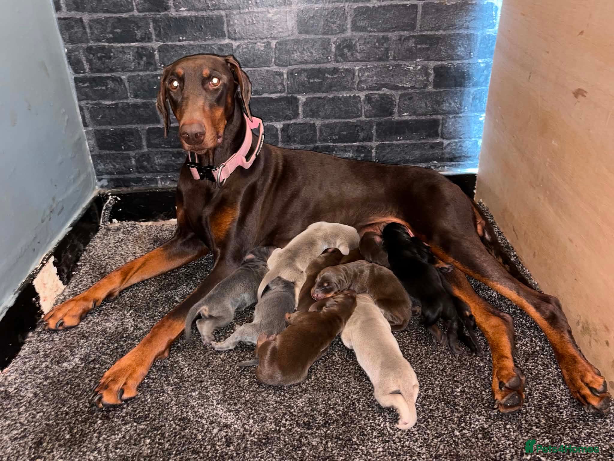 Dobermann dogs Kc reg health tested Doberman’s  - Advert 11