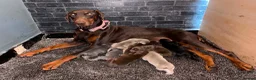 Dobermann dogs for sale: Kc reg health tested Doberman’s  - Advert 1